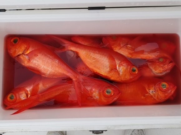 沖釣一番 ライトゲームブームで ライトキンメが始まった ビルフィッシュラボ カジキ深海魚研究所 沖釣一番 ライトゲームブームで ライトキンメが始まった ビルフィッシュラボ カジキ深海魚研究所