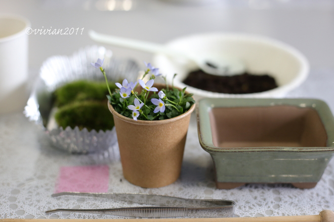 苔と植物で彩るテーブルガーデン作り　in カナメ宇都宮営業所_e0227942_20592325.jpg