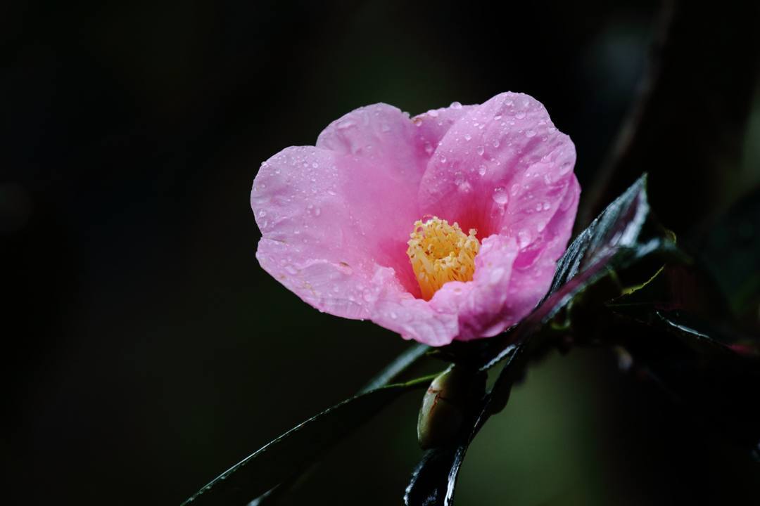 ヤマガラ、冬桜_e0403850_20291724.jpg