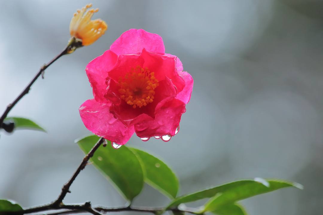 ヤマガラ、冬桜_e0403850_20291843.jpg