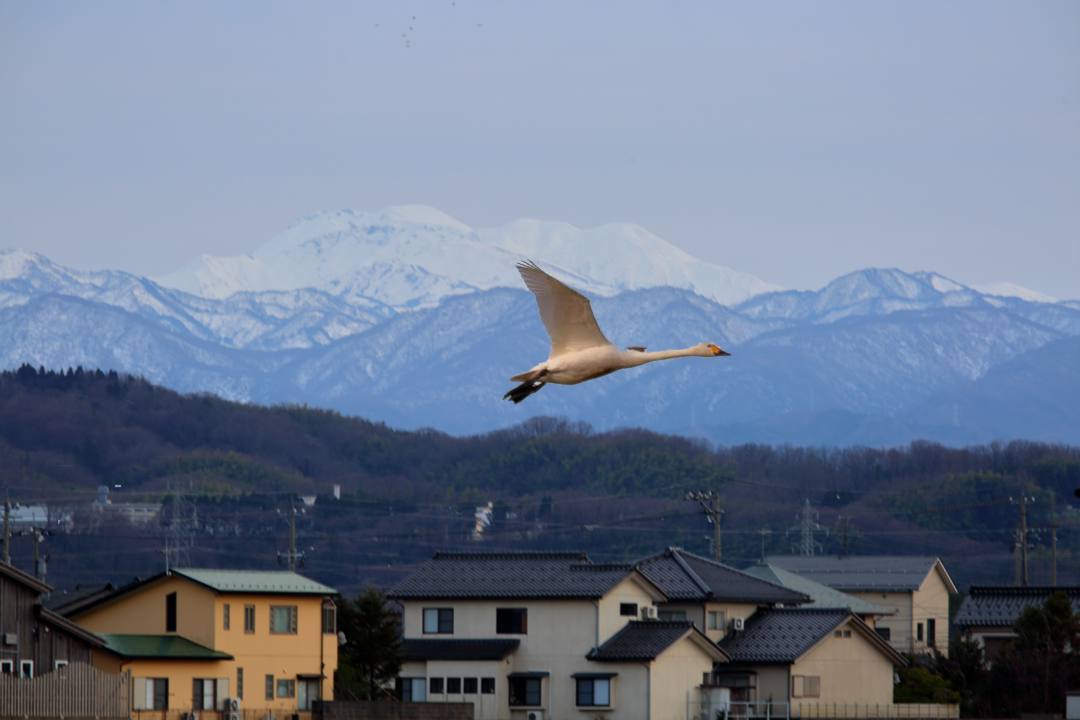 白鳥_e0403850_22533890.jpg
