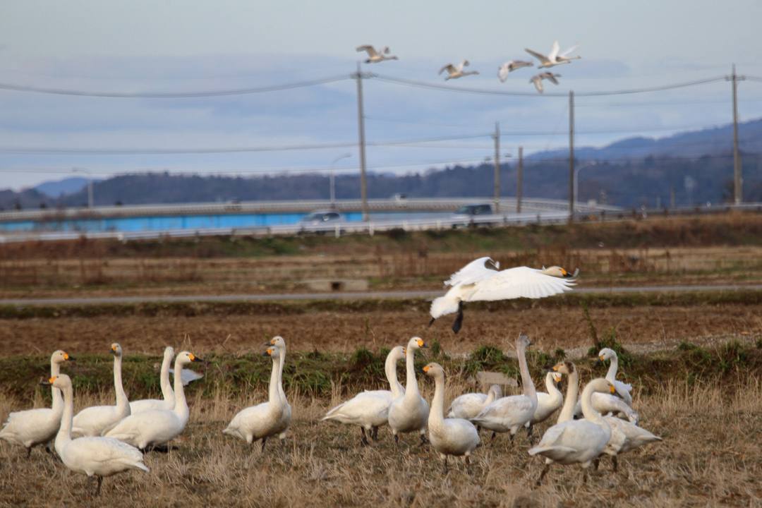白鳥_e0403850_22540443.jpg