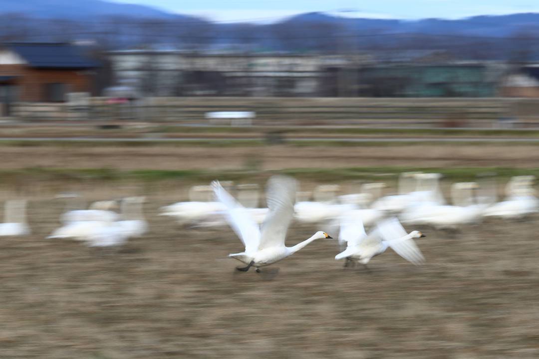 白鳥_e0403850_22541725.jpg