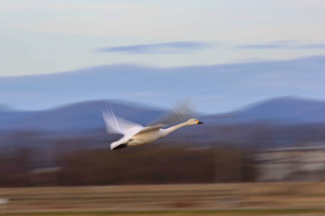 白鳥総集編2019~2020 その6_e0403850_22541840.jpg
