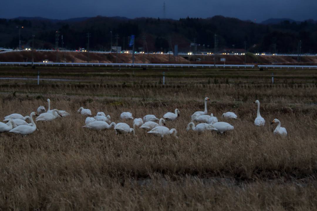 白鳥_e0403850_22545021.jpg