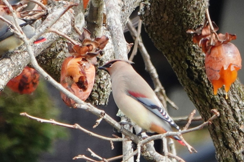 野鳥トレ 189 レンジャク_b0227552_19525830.jpg