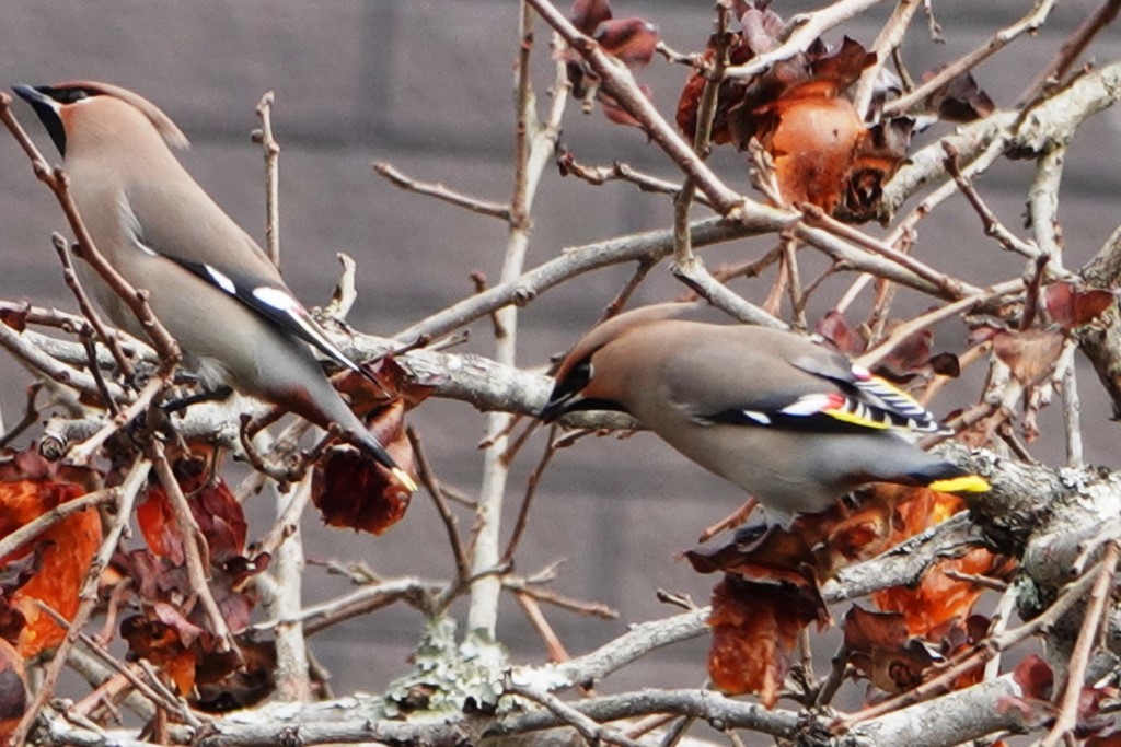 野鳥トレ 189 レンジャク_b0227552_19525951.jpg
