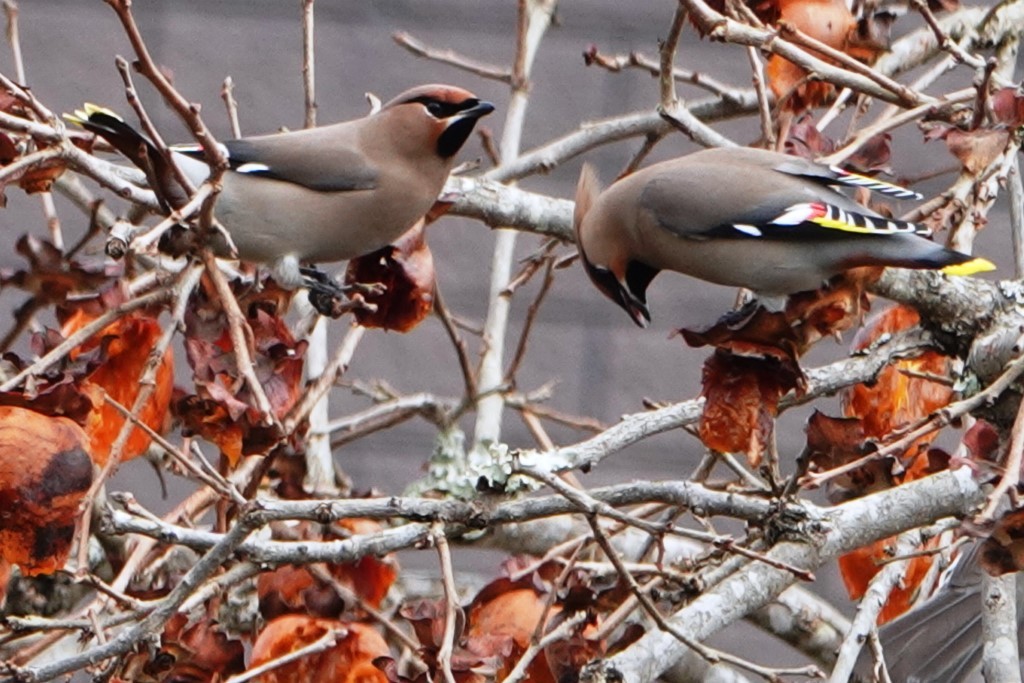 野鳥トレ 189 レンジャク_b0227552_19525962.jpg