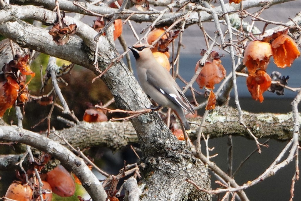 野鳥トレ 189 レンジャク_b0227552_20095285.jpg