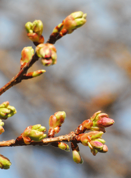 1月30日　敷島公園の河津桜 すっかりその気に・・・_a0001354_20242717.gif