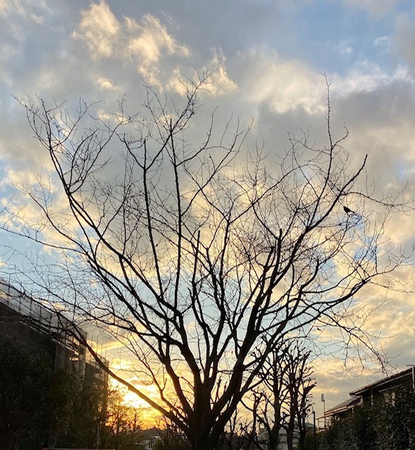 Sunset お散歩帰りに・・・_a0165160_10200365.jpg