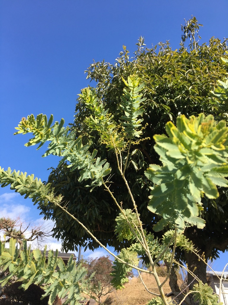 庭に植えた３本のミモザの木 フラスコに挿して Crosse 便り