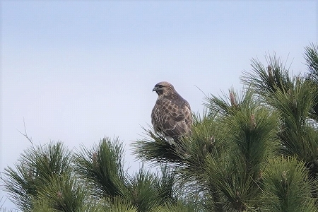 ★先週末の鳥類園（2020.1.25～26）_e0046474_11265984.jpg