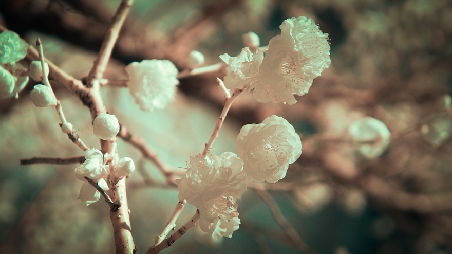 白い紅梅が咲く摂氏17度の公園にて_d0353489_18434299.jpg