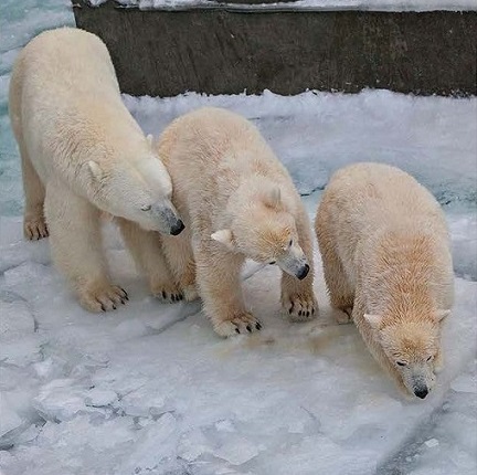 ロシア・ノヴォシビルスク動物園のホッキョクグマ親子の近況 ~ 地元ファンの方々の熱意に敬意_a0151913_2250137.jpg