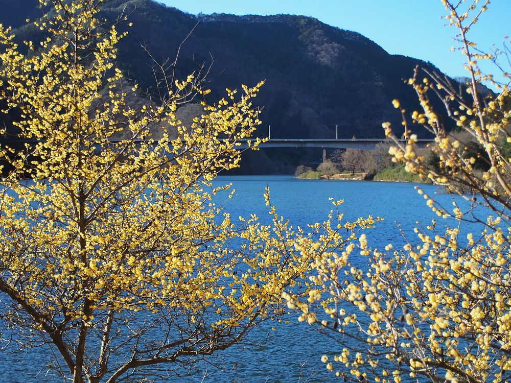 蝋梅が満開♪　桐生川ダム・梅田台緑地公園に行って来た。_a0031821_16142821.jpg