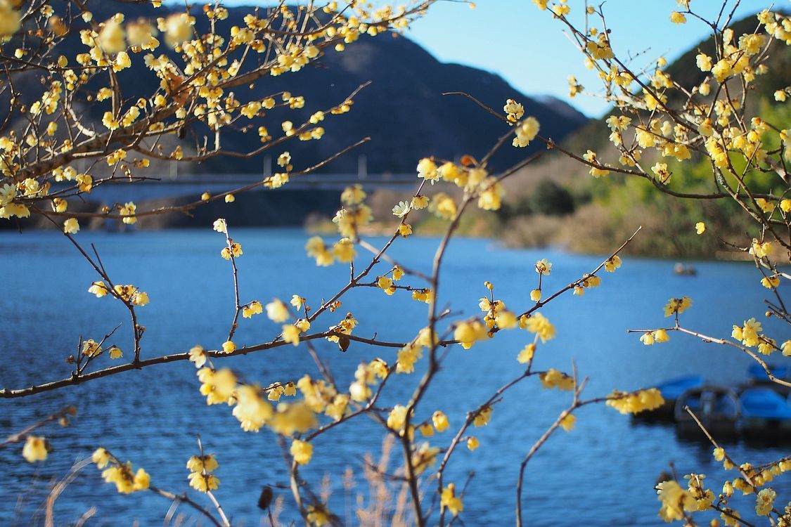 蝋梅が満開♪　桐生川ダム・梅田台緑地公園に行って来た。_a0031821_16211923.jpg