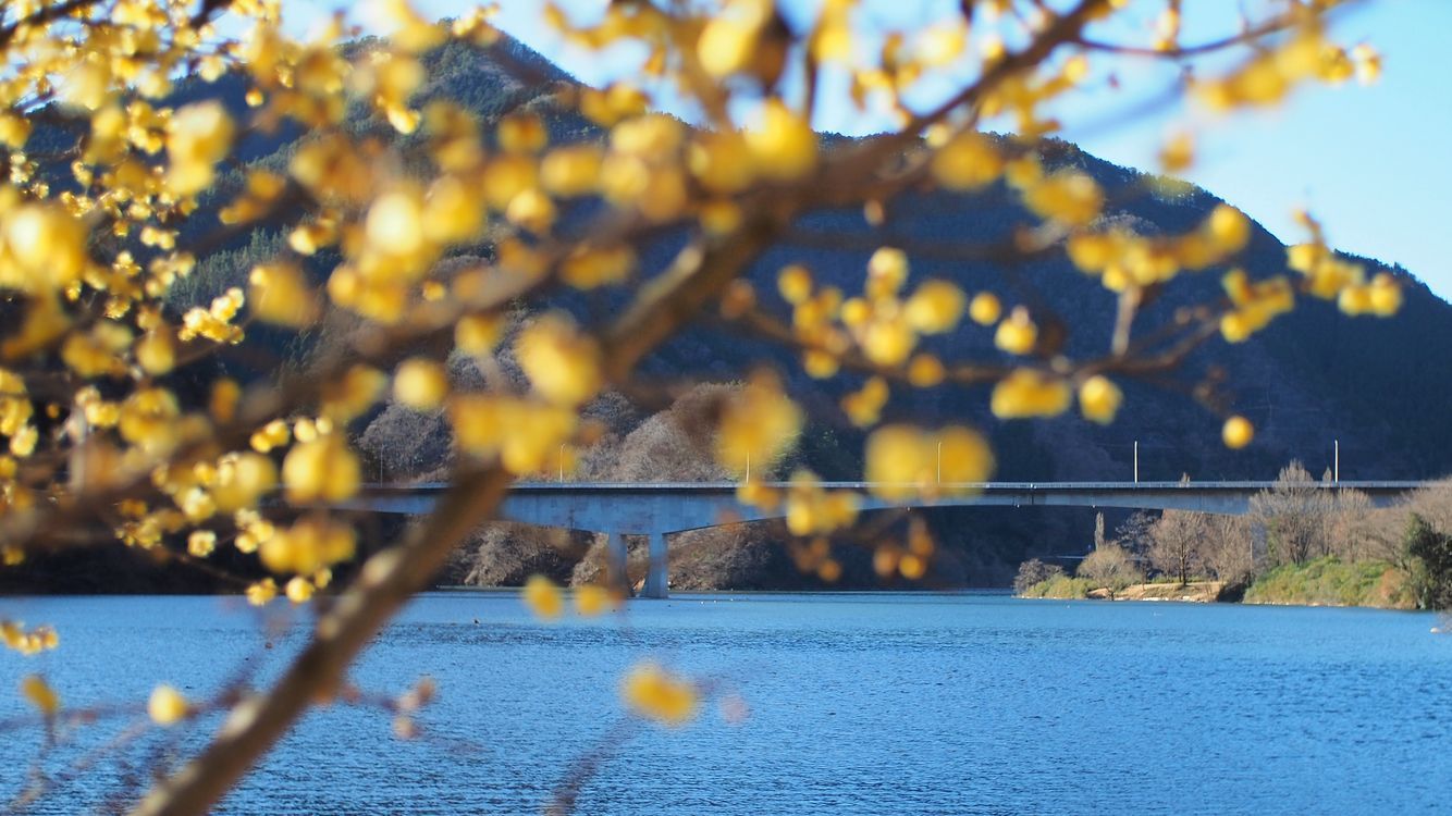 蝋梅が満開♪ 桐生川ダム・梅田台緑地公園に行って来た。_a0031821_16255028.jpg