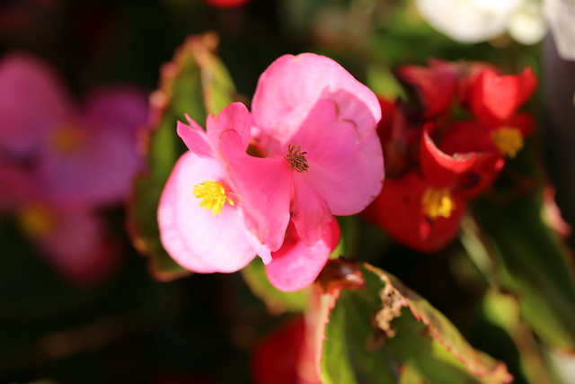 「Canon EOS 6D」で娘が撮った写真_c0060143_13462274.jpg