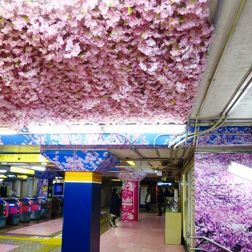 桜、全力全開。上野駅_c0060143_15365137.jpg