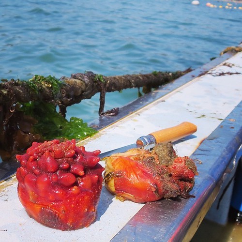 漁船で食べる獲れたてもぎたてのホヤはやっぱり美味かった_c0060143_18231023.jpg