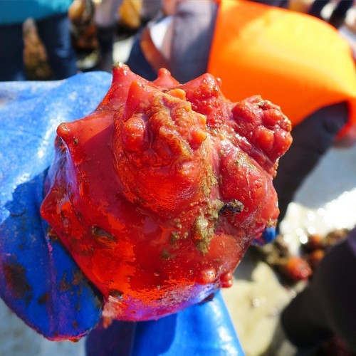 漁船で食べる獲れたてもぎたてのホヤはやっぱり美味かった_c0060143_18231095.jpg
