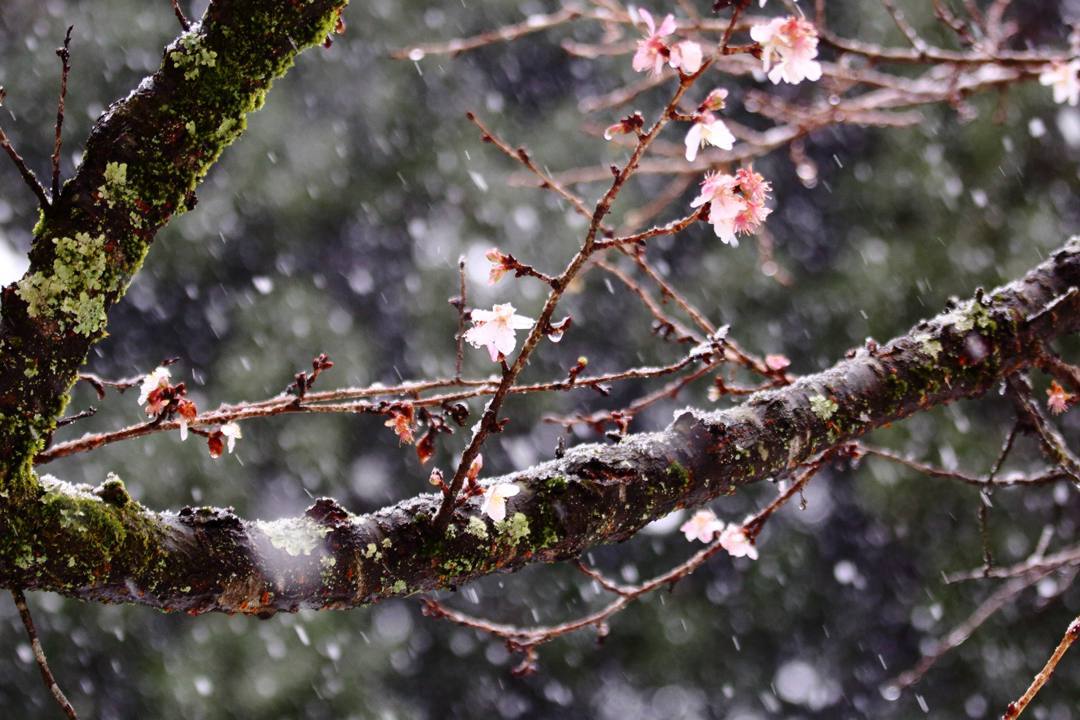 ヤマガラ、冬桜_e0403850_17230459.jpg
