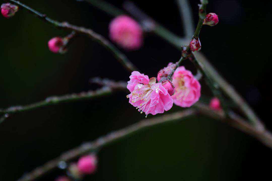 ヤマガラ、冬桜_e0403850_17230467.jpg