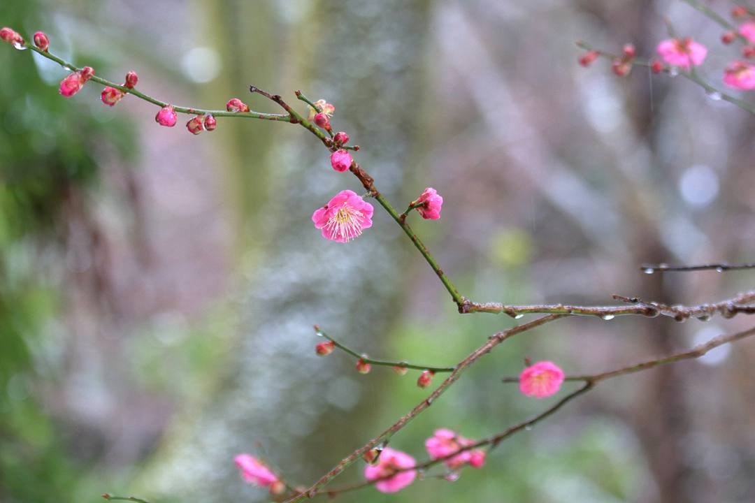 ヤマガラ、冬桜_e0403850_17230475.jpg