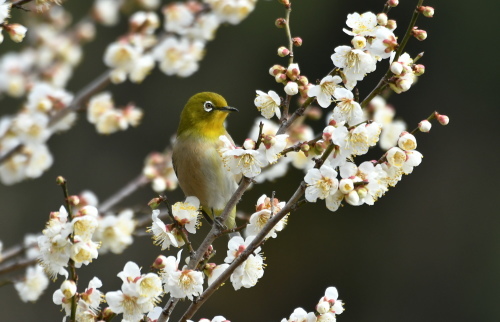 梅の花の蜜を求めて メジロ フォトダイアリー The 野鳥 花鳥風月を詠む