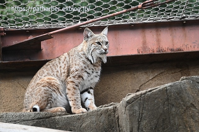 2020年1月 王子動物園2 その2_a0052986_7202329.jpg