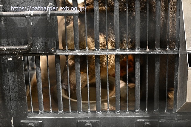 2020年1月 王子動物園2 その2_a0052986_7211141.jpg