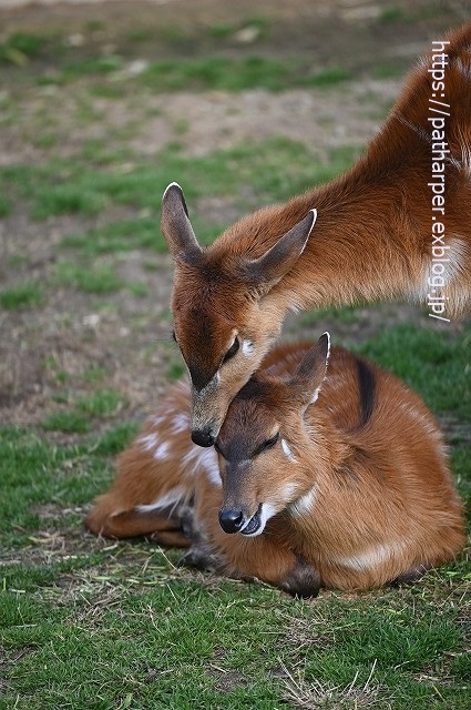 2020年1月 王子動物園2 その2_a0052986_7224574.jpg