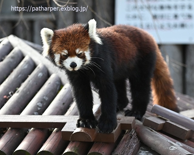 2020年1月 王子動物園2 その2_a0052986_7231470.jpg