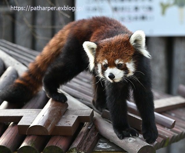 2020年1月 王子動物園2 その2_a0052986_7233893.jpg