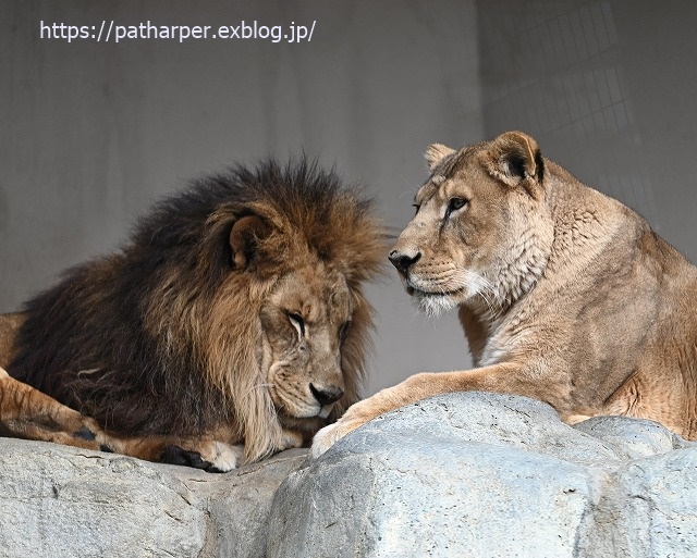 2020年1月 王子動物園2 その2_a0052986_7242573.jpg
