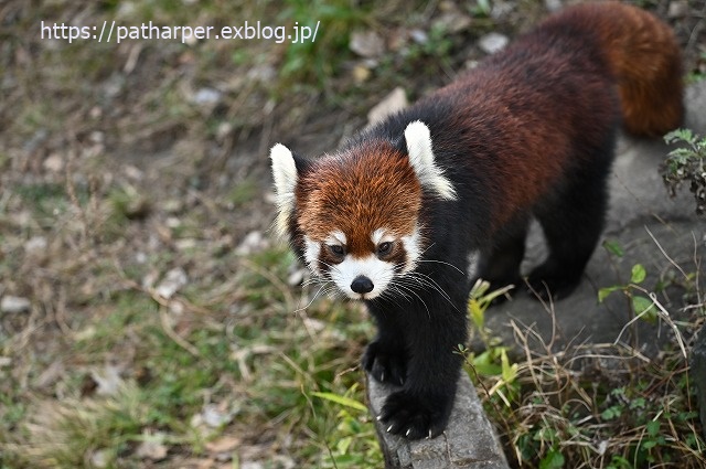 2020年1月 王子動物園2 その2_a0052986_724481.jpg