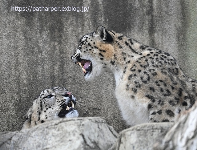 2020年1月 王子動物園2 その2_a0052986_7295793.jpg