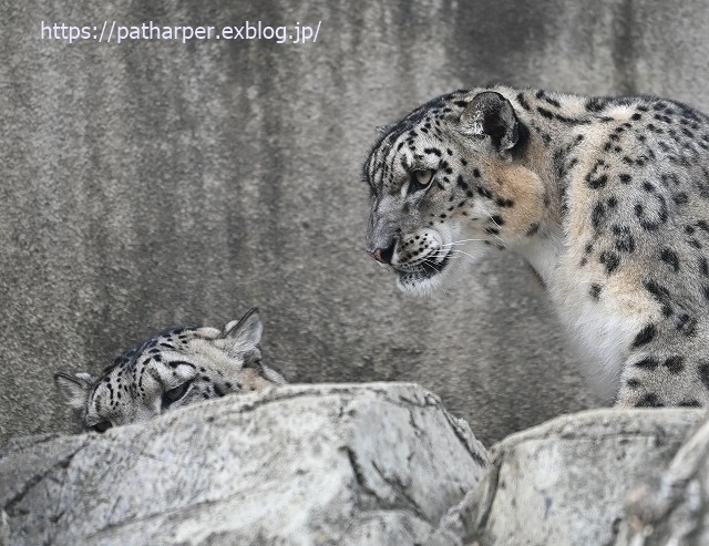 2020年1月 王子動物園2 その2_a0052986_7304057.jpg
