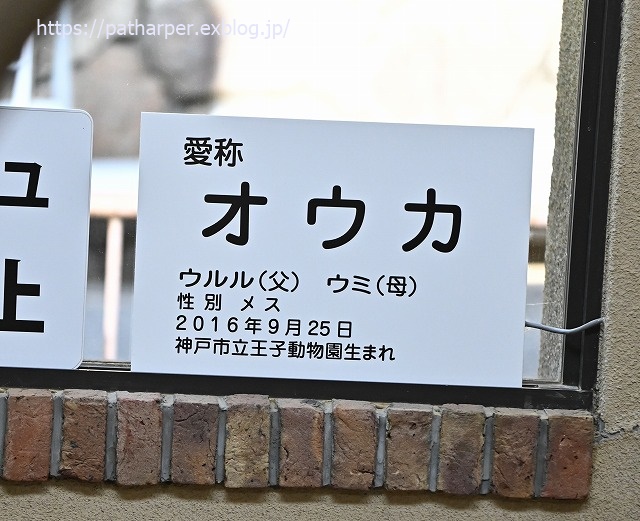 2020年1月 王子動物園2 その2_a0052986_7333069.jpg