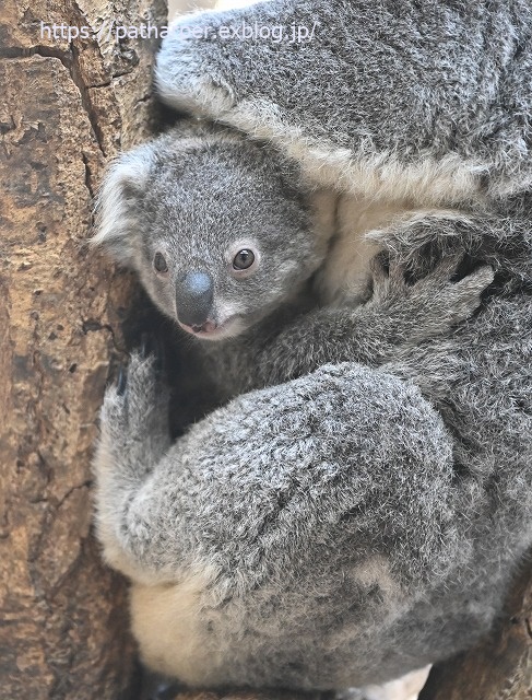 2020年1月 王子動物園2 その2_a0052986_7342312.jpg