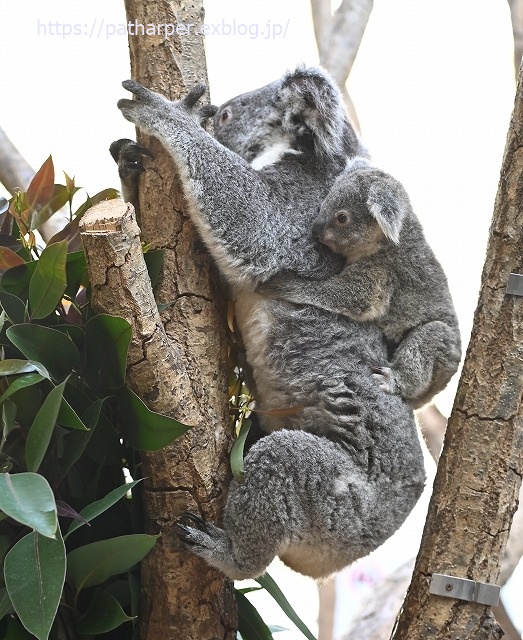 2020年1月 王子動物園2 その2_a0052986_7344156.jpg