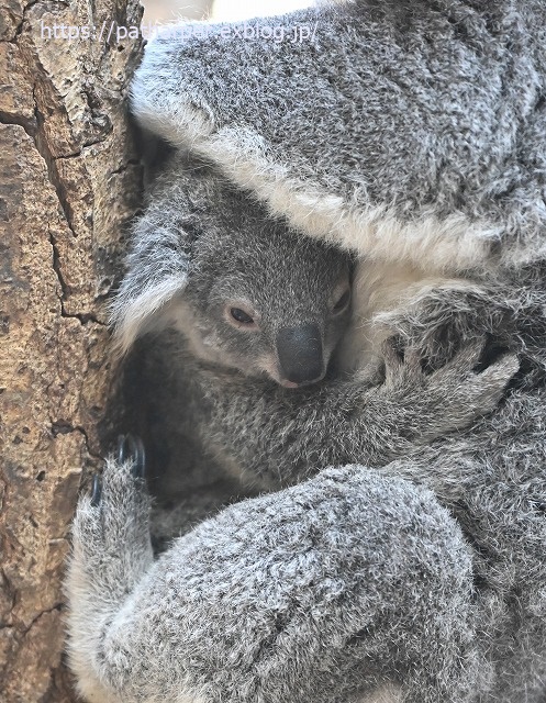 2020年1月 王子動物園2 その2_a0052986_73445.jpg