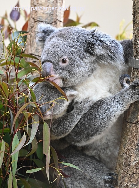 2020年1月 王子動物園2 その2_a0052986_7352577.jpg