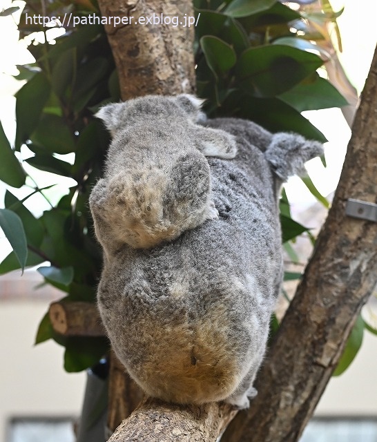 2020年1月 王子動物園2 その2_a0052986_735459.jpg