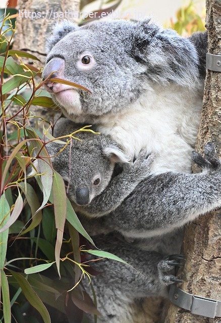 2020年1月 王子動物園2 その2_a0052986_7355674.jpg