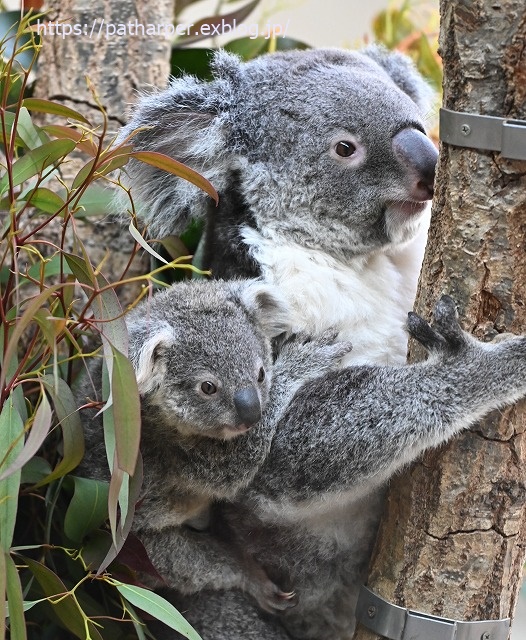 2020年1月 王子動物園2 その2_a0052986_7365497.jpg