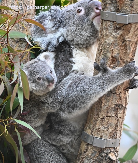 2020年1月 王子動物園2 その2_a0052986_7371684.jpg