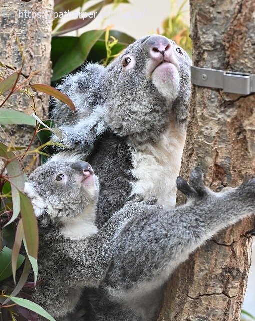 2020年1月 王子動物園2 その2_a0052986_7373621.jpg