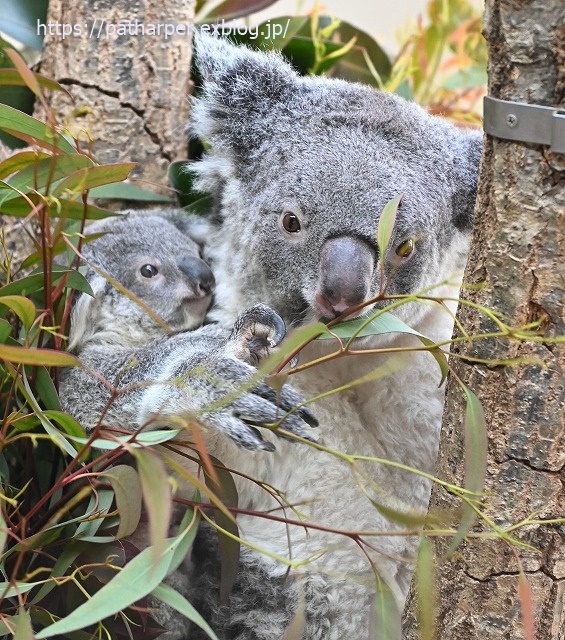 2020年1月 王子動物園2 その2_a0052986_7375478.jpg
